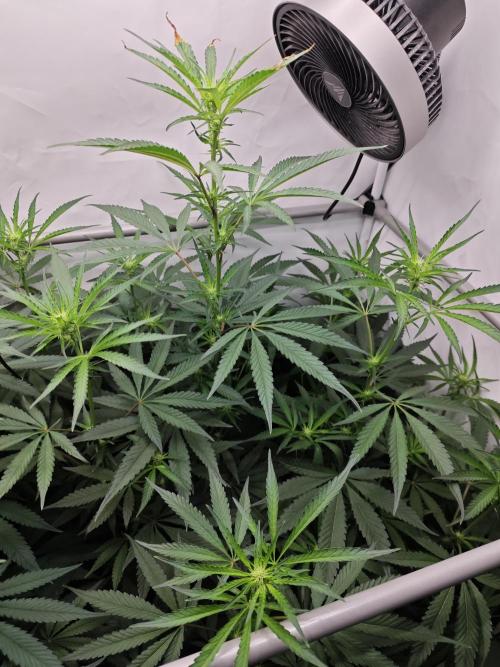 Biscotti Gelato AC Infinity AI+. Week 8 - Den 60/20 (12/12) pravá