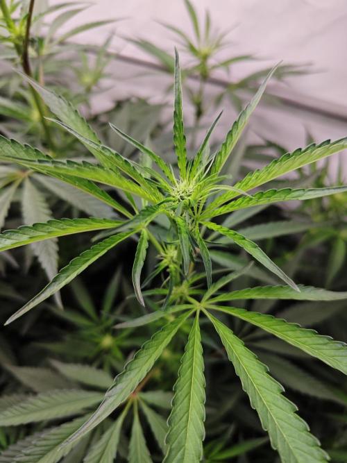 Biscotti Gelato AC Infinity AI+. Week 8 - Den 60/20 (12/12) pravá