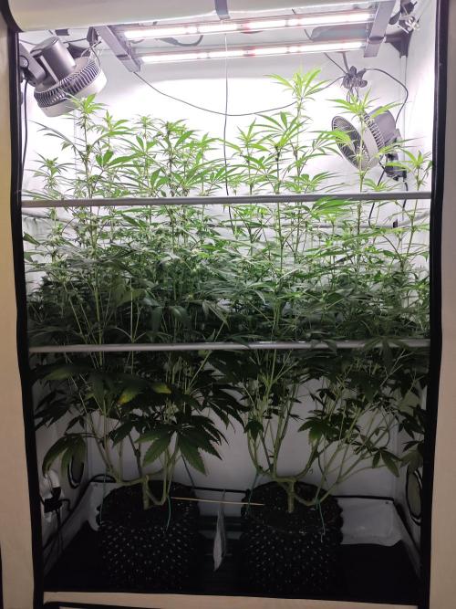 Biscotti Gelato AC Infinity AI+. Week 8 - Den 63/23 (12/12) 