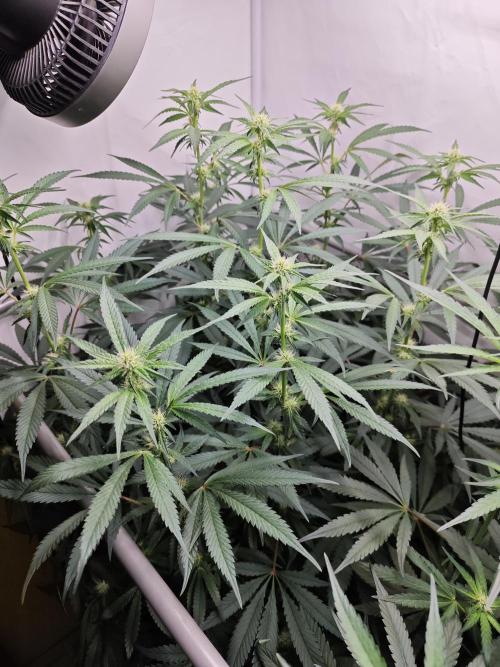 Biscotti Gelato AC Infinity AI+. Week 8 - Den 63/23 (12/12) levá