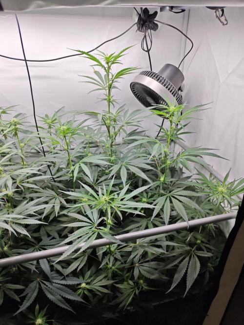 Biscotti Gelato AC Infinity AI+. Week 8 - Den 63/23 (12/12) pravá