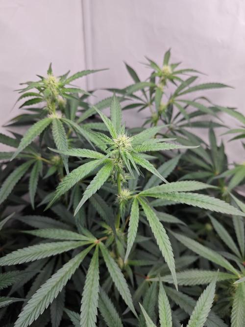 Biscotti Gelato AC Infinity AI+. Week 8 - Den 63/23 (12/12) levá