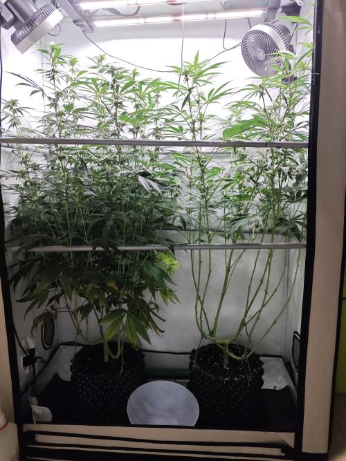 Biscotti Gelato AC Infinity AI+. Week 9 - Den 66/26 (12/12) defoliace pravé pro porovnání s levou před defoliací