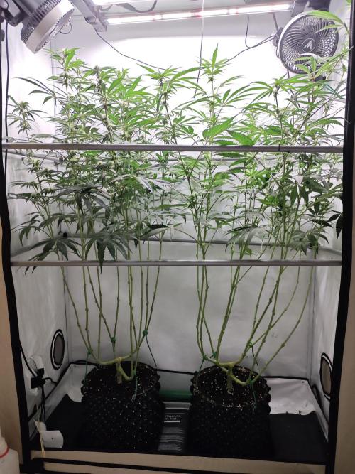 Biscotti Gelato AC Infinity AI+. Week 9 - Den 66/26 (12/12)