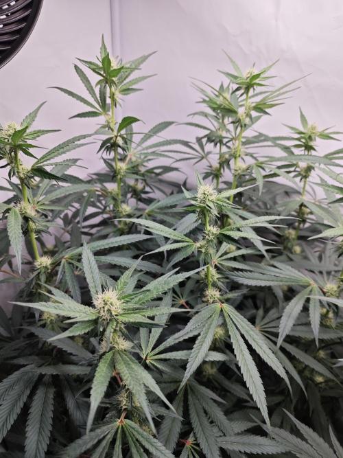 Biscotti Gelato AC Infinity AI+. Week 9 - Den 67/27 (12/12) levá