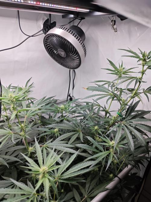 Biscotti Gelato AC Infinity AI+. Week 9 - Den 67/27 (12/12) pravá