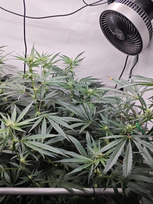 Biscotti Gelato AC Infinity AI+. Week 9 - Den 67/27 (12/12) pravá