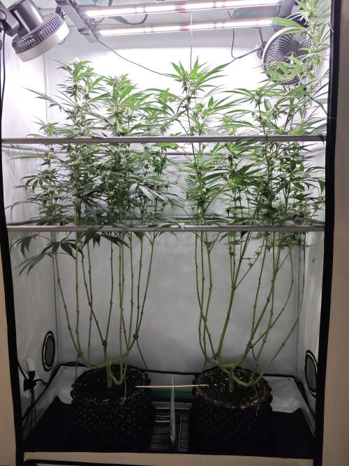 Biscotti Gelato AC Infinity AI+. Week 9 - Den 70/30 (12/12)