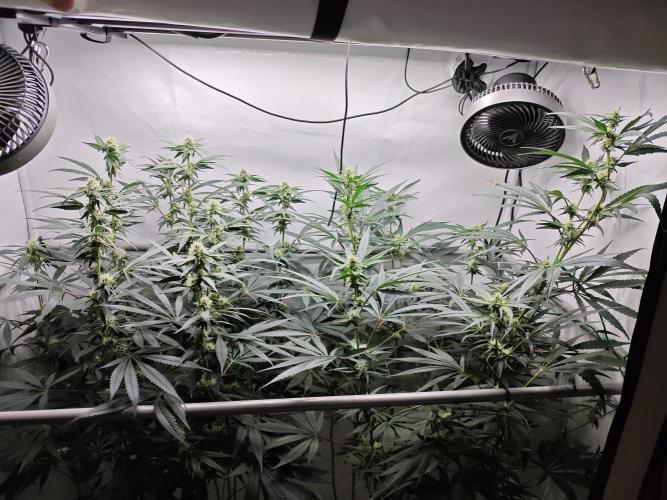 Biscotti Gelato AC Infinity AI+. Week 9 - Den 70/30 (12/12)