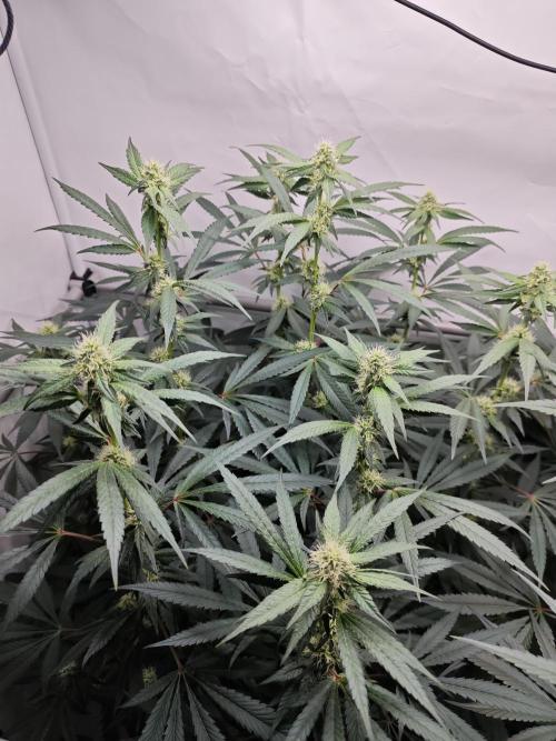 Biscotti Gelato AC Infinity AI+. Week 9 - Den 70/30 (12/12) levá