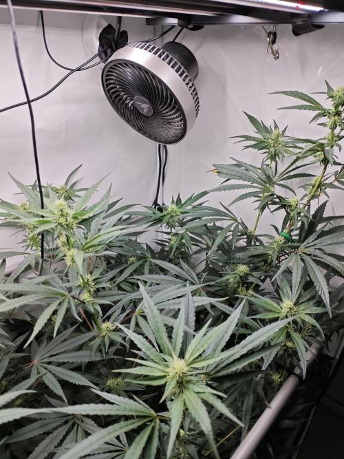 Biscotti Gelato AC Infinity AI+. Week 9 - Den 70/30 (12/12) pravá
