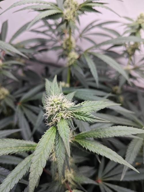 Biscotti Gelato AC Infinity AI+. Week 9 - Den 70/30 (12/12) levá