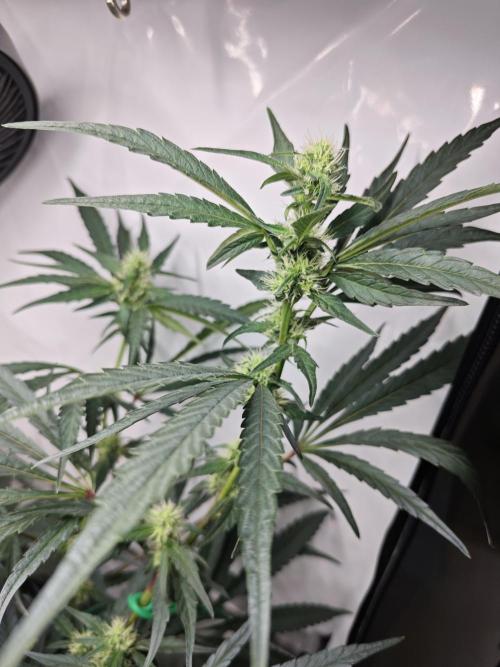 Ionframe EVO3 Full Spectrum LED. Week 9