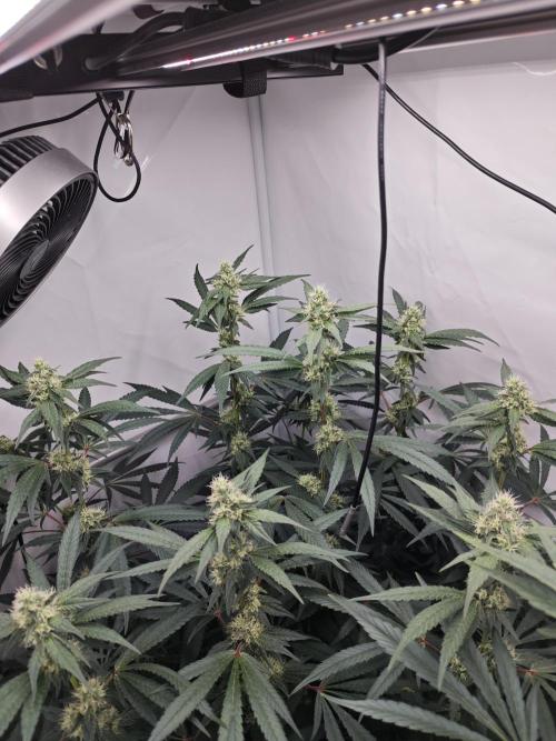 Biscotti Gelato AC Infinity AI+. Week 10 - Den 75/35 (12/12) levá