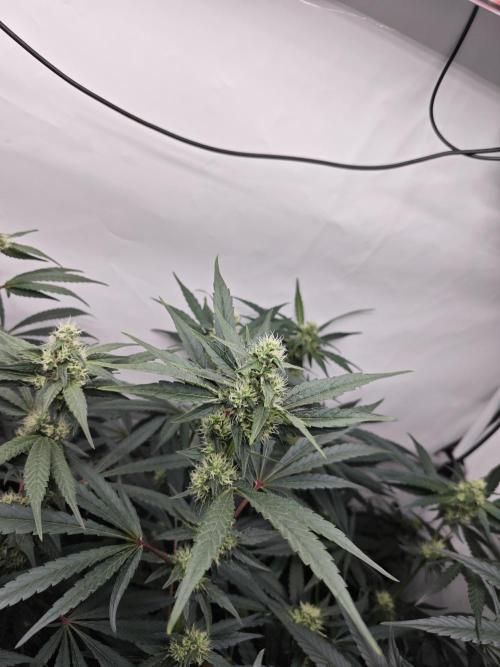Biscotti Gelato AC Infinity AI+. Week 10 - Den 75/35 (12/12) pravá