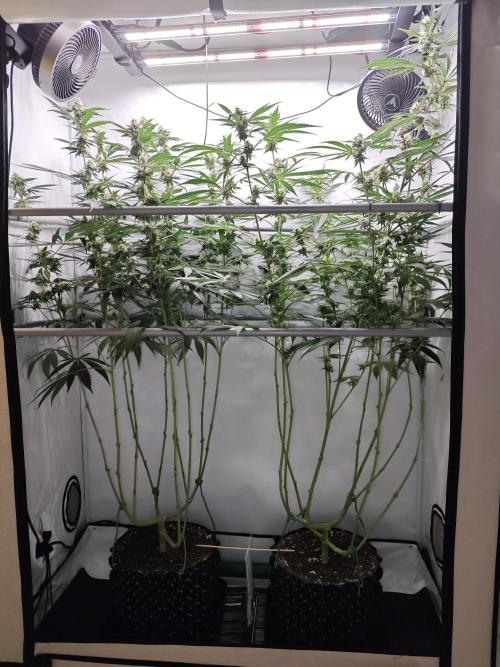 Biscotti Gelato AC Infinity AI+. Week 10 - Den 77/37 (12/12) 