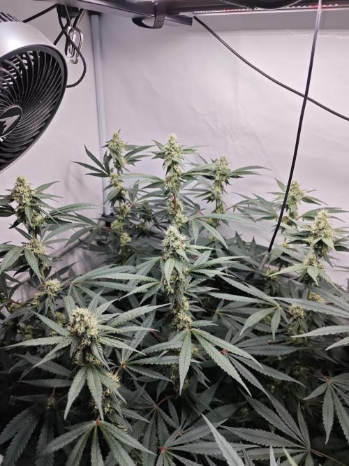 Biscotti Gelato AC Infinity AI+. Week 10 - Den 77/37 (12/12) levá