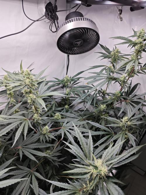 Biscotti Gelato AC Infinity AI+. Week 10 - Den 77/37 (12/12) pravá