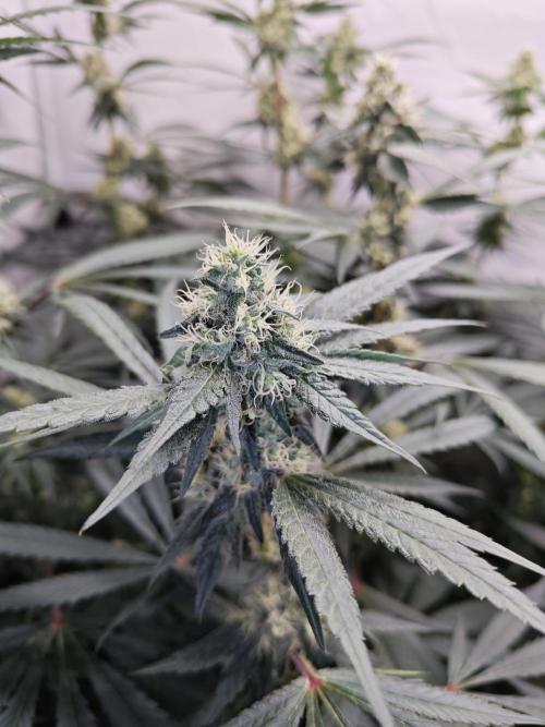 Biscotti Gelato AC Infinity AI+. Week 10 - Den 77/37 (12/12) levá