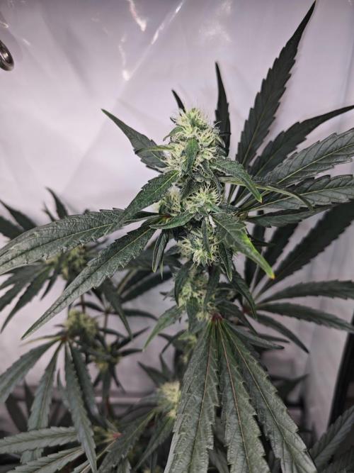 Biscotti Gelato AC Infinity AI+. Week 10 - Den 77/37 (12/12) pravá