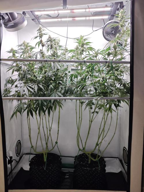 Biscotti Gelato AC Infinity AI+. Week 11 - Den 81/41 (12/12)