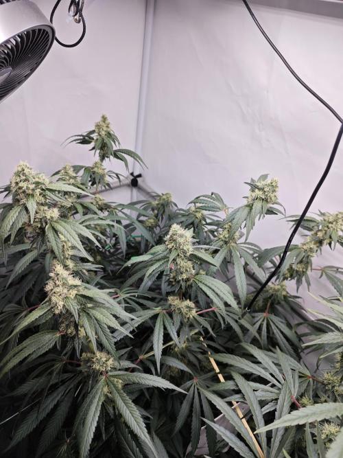 Biscotti Gelato AC Infinity AI+. Week 11 - Den 81/41 (12/12) levá