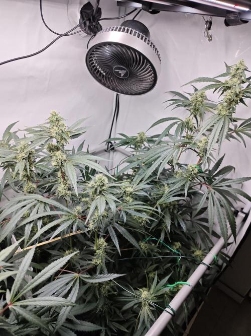 Biscotti Gelato AC Infinity AI+. Week 11 - Den 81/41 (12/12) pravá