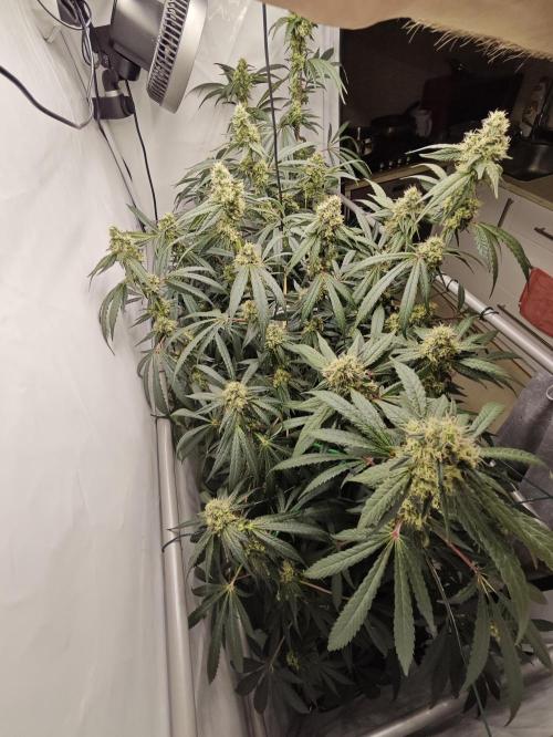 Biscotti Gelato AC Infinity AI+. Week 11 - Den 81/41 (12/12) 