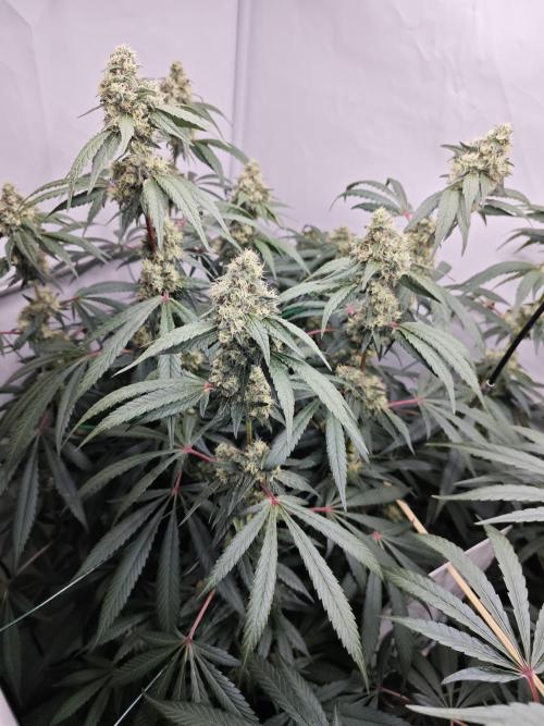 Biscotti Gelato AC Infinity AI+. Week 11 - Den 84/44 (12/12) levá