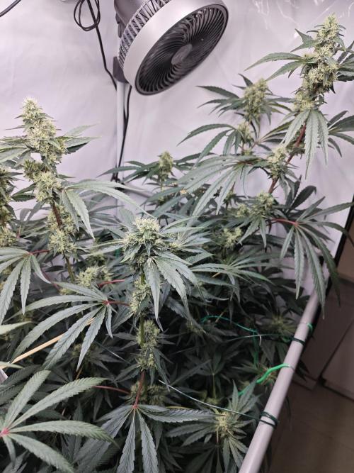 Biscotti Gelato AC Infinity AI+. Week 11 - Den 84/44 (12/12) pravá