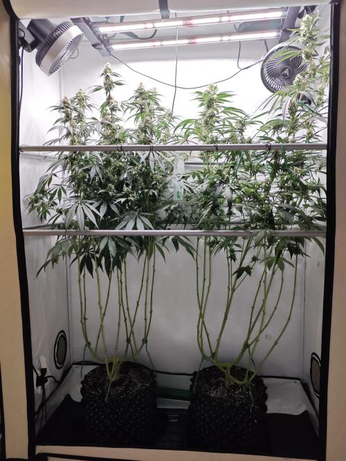 Biscotti Gelato AC Infinity AI+. Week 11 - Den 84/44 (12/12)