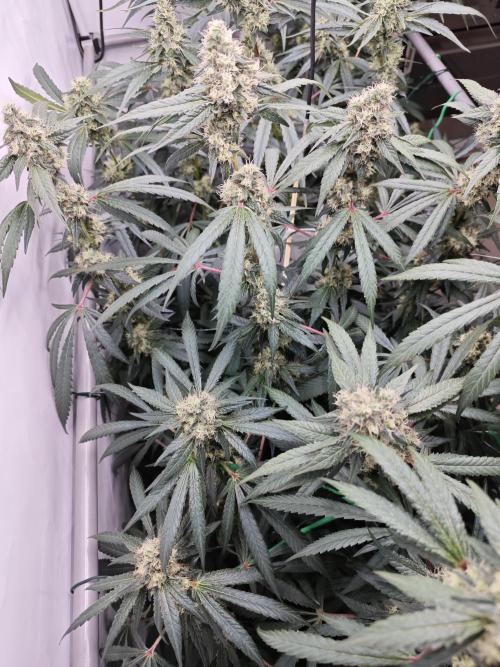 Biscotti Gelato AC Infinity AI+. Week 11 - Den 84/44 (12/12)