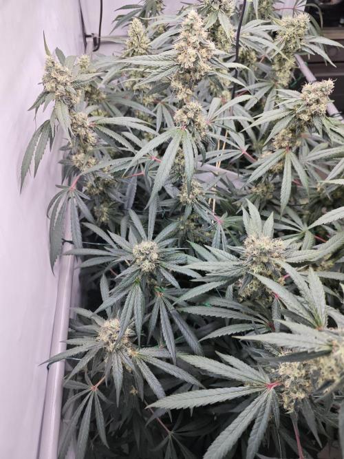 Biscotti Gelato AC Infinity AI+. Week 12 - Den 88/48 (12/12)