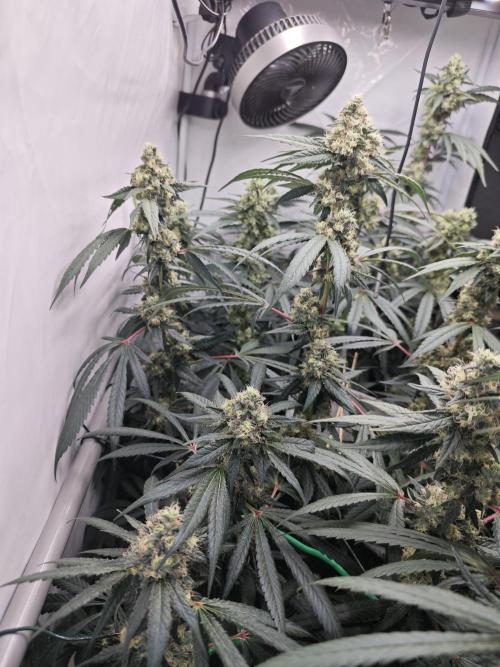 Biscotti Gelato AC Infinity AI+. Week 12 - Den 88/48 (12/12)