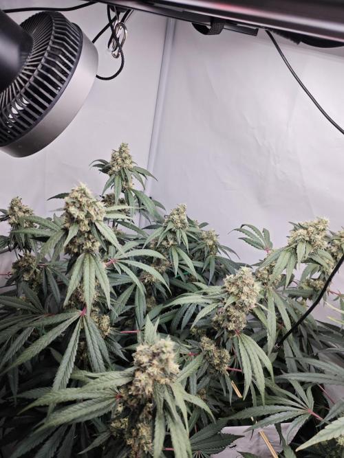 Biscotti Gelato AC Infinity AI+. Week 12 - Den 91/51 (12/12) levá