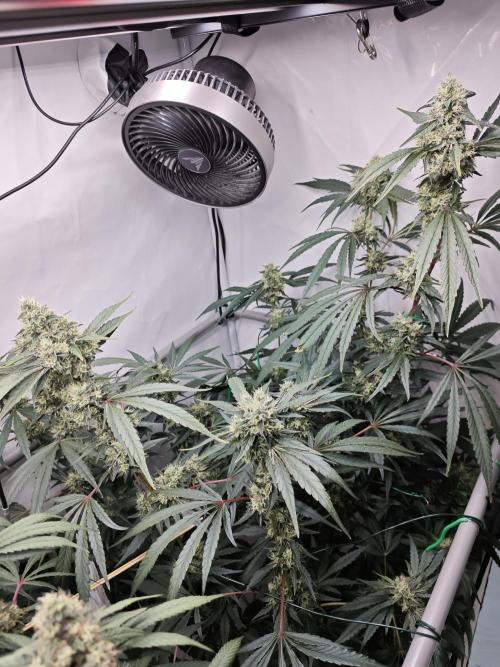 Biscotti Gelato AC Infinity AI+. Week 12 - Den 91/51 (12/12) pravá