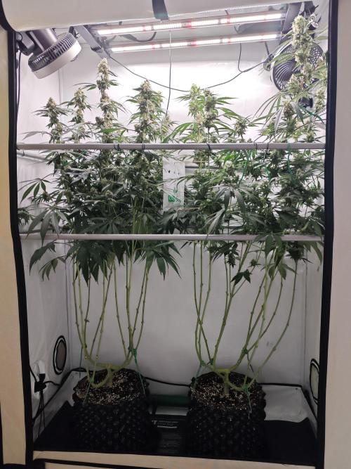 Biscotti Gelato AC Infinity AI+. Week 12 - Den 91/51 (12/12)