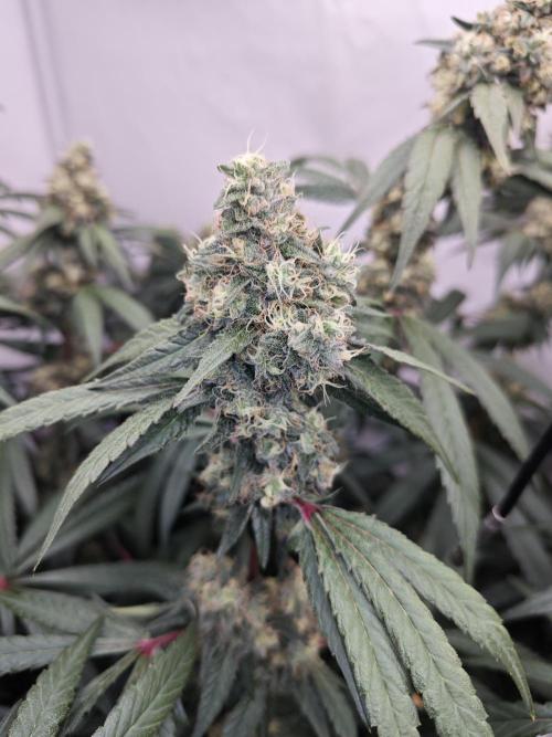 Biscotti Gelato AC Infinity AI+. Week 12 - Den 91/51 (12/12) levá
