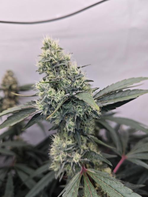 Ionframe EVO3 Full Spectrum LED. Week 12