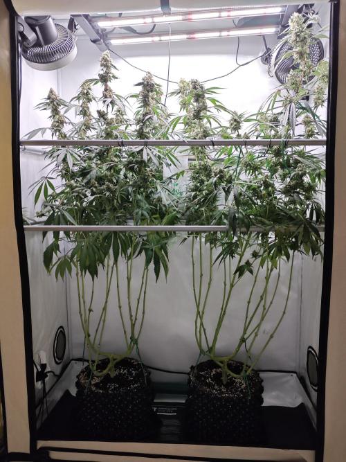 Biscotti Gelato AC Infinity AI+. Week 13 - Den 98/58 (12/12) 