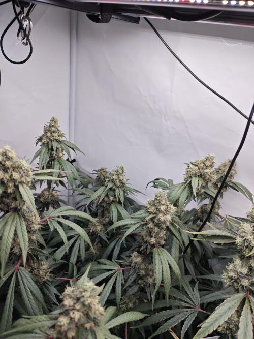 Biscotti Gelato AC Infinity AI+. Week 13 - Den 98/58 (12/12) levá 