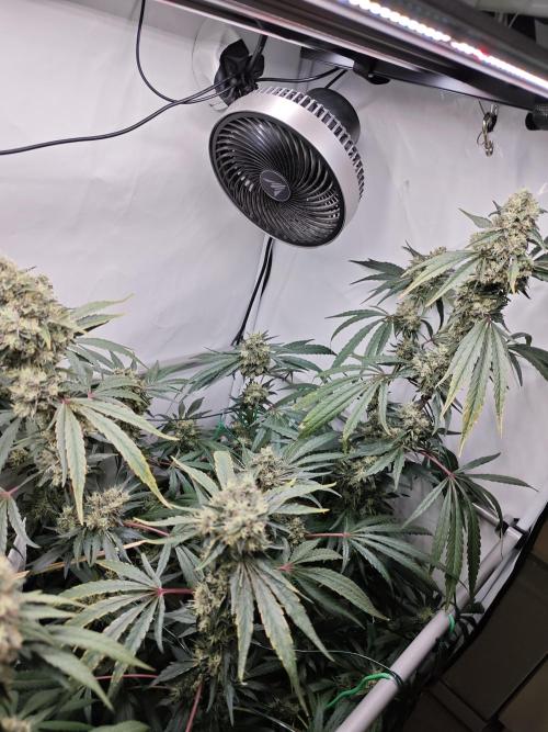 Biscotti Gelato AC Infinity AI+. Week 13 - Den 98/58 (12/12) pravá
