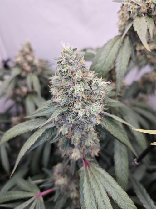 Biscotti Gelato AC Infinity AI+. Week 13 - Den 98/58 (12/12) levá 