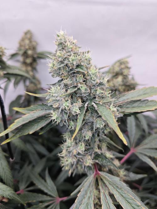 Ionframe EVO3 Full Spectrum LED. Week 13