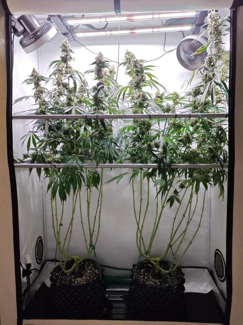 Biscotti Gelato AC Infinity AI+. Week 14 - Den 105/65 (12/12)