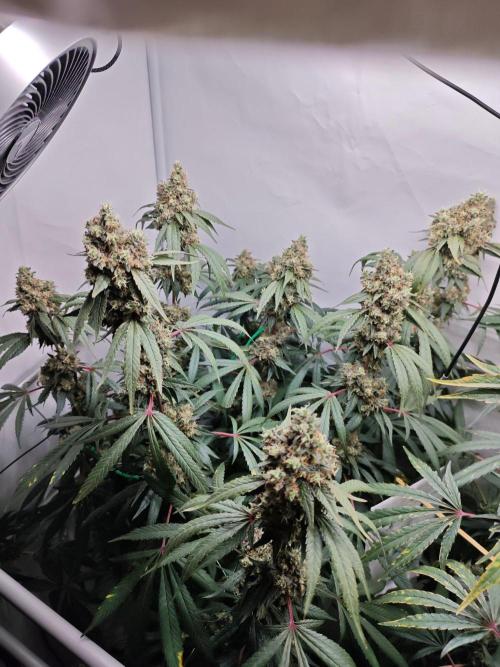 Biscotti Gelato AC Infinity AI+. Week 14 - Den 105/65 (12/12) levá