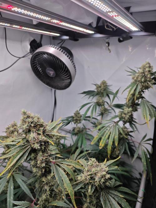 Biscotti Gelato AC Infinity AI+. Week 14 - Den 105/65 (12/12) pravá