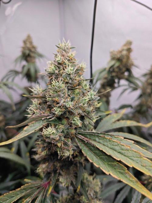 Ionframe EVO3 Full Spectrum LED. Week 14