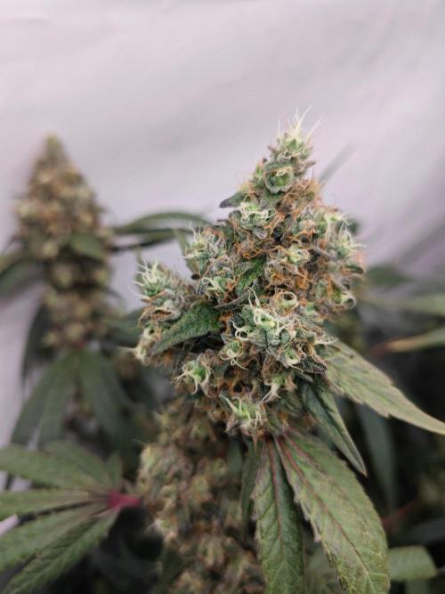 Biscotti Gelato AC Infinity AI+. Week 14 - Den 105/65 (12/12) levá