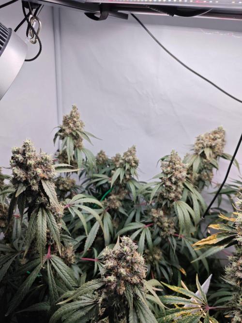 Biscotti Gelato AC Infinity AI+. Week 15 - Den 112/72 (12/12) levá